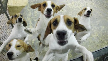 Group of Beagles in a pen