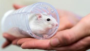 hamster in a hamster tunnel held by a human hand