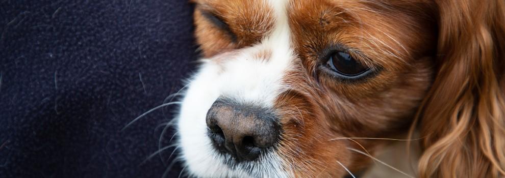close-up portrait of a King Charles Spaniel