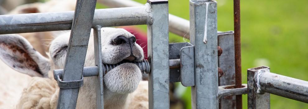 close-up of sheep chewing gate © RSPCA