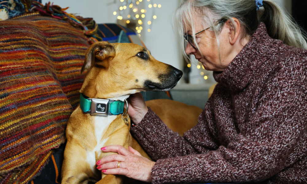 An older woman wearing a textured maroon sweater shares a tender, face-to-face moment with a tan, short-haired dog on a cozy sofa. She gently pets the dog, who is wearing a teal collar with a silver bone-shaped buckle, against a warm background featuring colorful striped cushions and soft fairy lights.