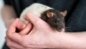 domestic top eared rat held in human hands
