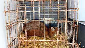 Fox caged and used in badger baiting training © RSPCA