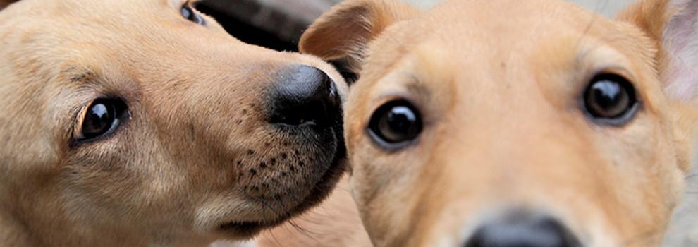 Close-up of two mixed-breed puppies faces