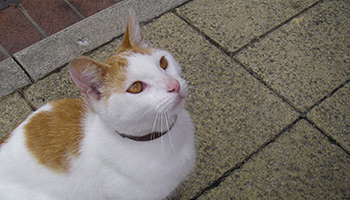 White and ginger cat which was thrown into the air