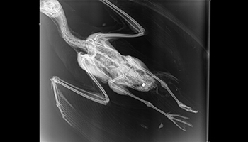 X-ray showing gull with air rifle pellet in body