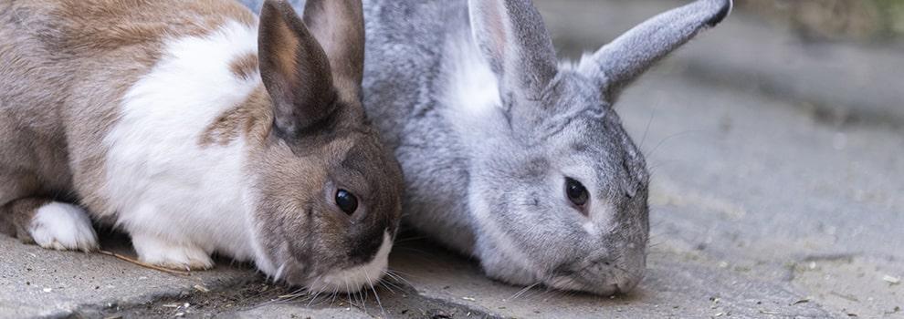 Two adult rabbits side by side © RSPCA