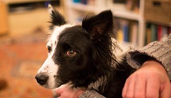 Border collie sitting with owner