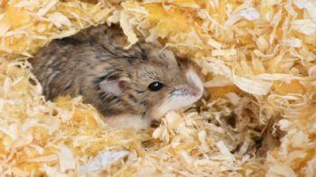 pet hamster peeping out of a nesting material © iStock