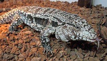 close-up of a captive black and white tegu lizard