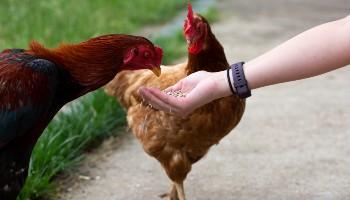hen and a rooster being hand fed