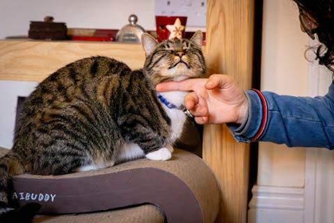 RSPCA East Norfolk branch searched for a new home for the rescued cats and now both their lives are filled with love.