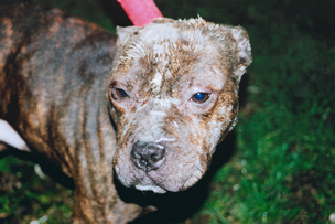 Staffie after dog fight