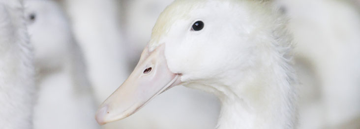 Freedom Food Pekin Duck Farm © RSPCA photolibrary Freedom Food Pekin Duck Farm © RSPCA photolibrary