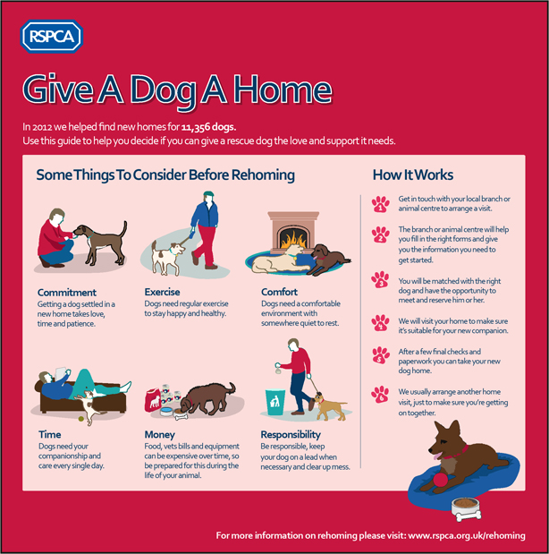How To Rehome Adopting A Rescued Animal Rehoming Adoption