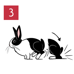 Graphic of rabbit thumping back legs on the ground © RSPCA
