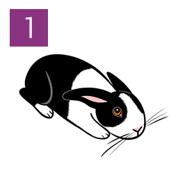 Graphic of rabbit crouched and tense © RSPCA