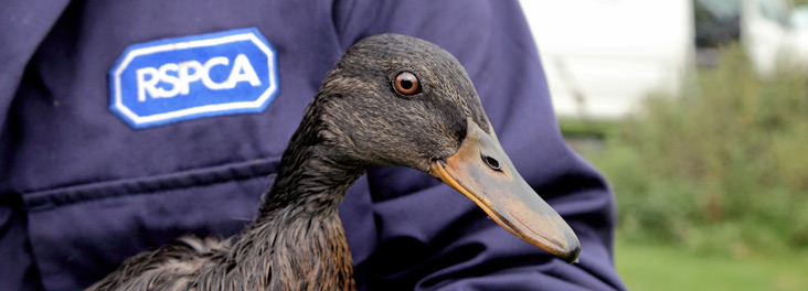 RSPCA inspector holding mallard duck covered in oil © RSPCA photolibrary RSPCA inspector holding mallard duck covered in oil © RSPCA photolibrary