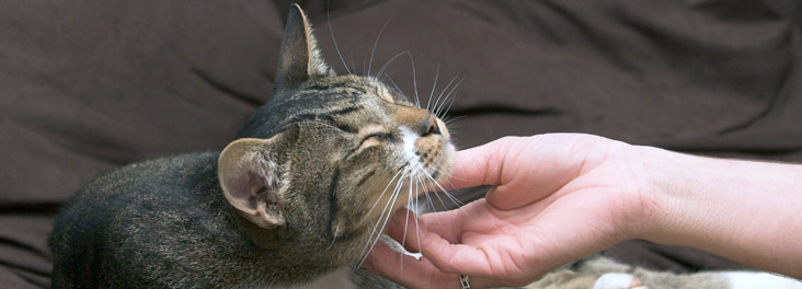Owner stroking cat © RSPCA photolibrary
