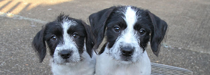 Two spaniel cross puppies © RSPCA photolibrary Two spaniel cross puppies © RSPCA photolibrary