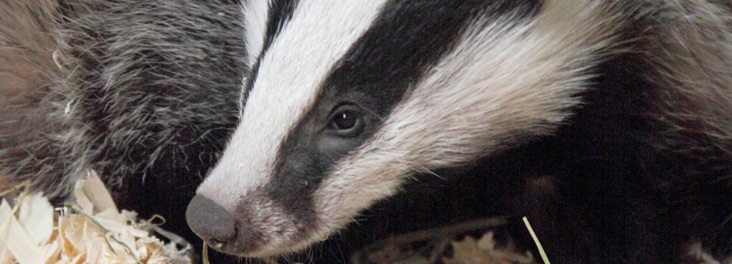 Badger cub © RSPCA photolibrary