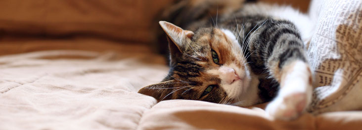 Domestic Cat lying on sofa indoors © RSPCA photolibrary