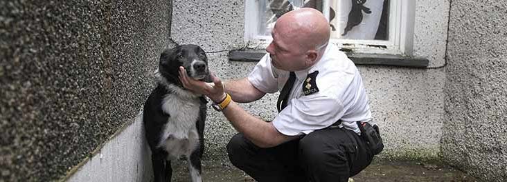 Alan Davies presents The Dog Rescuers © RSPCA