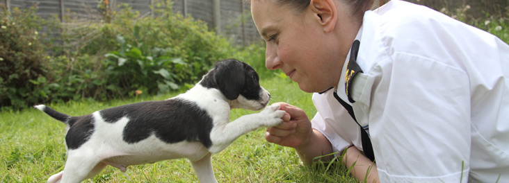 Inspector with puppy © RSPCA photolibrary