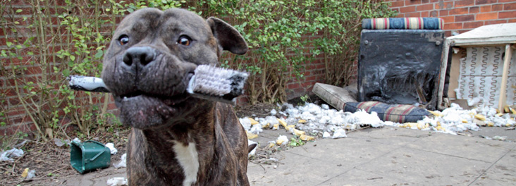 Male Bull Mastiff dog holding brush in mouth © RSPCA photolibrary Male Bull Mastiff dog holding brush in mouth © RSPCA photolibrary