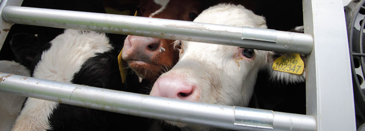 Cattle in trucks for transport © RSPCA photolibrary Cattle in trucks for transport © RSPCA photolibrary