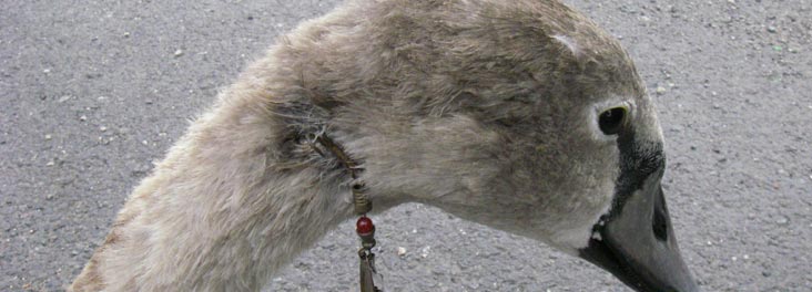 Fishing litter Angling RSPCA