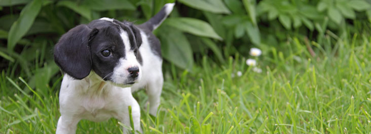 Puppy in a garden © RSPCA photolibrary