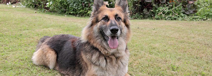 Learn about German Shepherd Dogs and Puppies | RSPCA