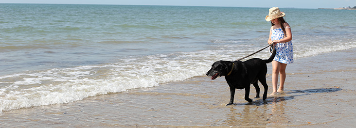 Girl walking black Labrador on beach in summer © RSPCA photolibrary Girl walking black Labrador on beach in summer © RSPCA photolibrary