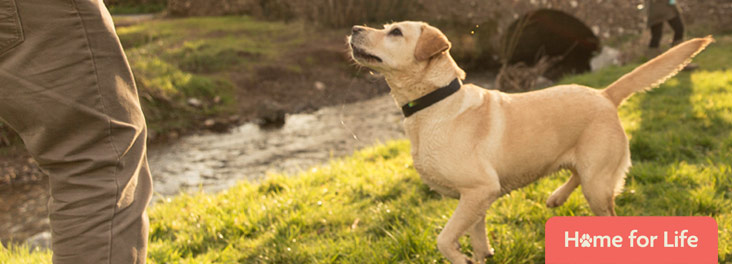 Labrador dog outside with owner © RSPCA