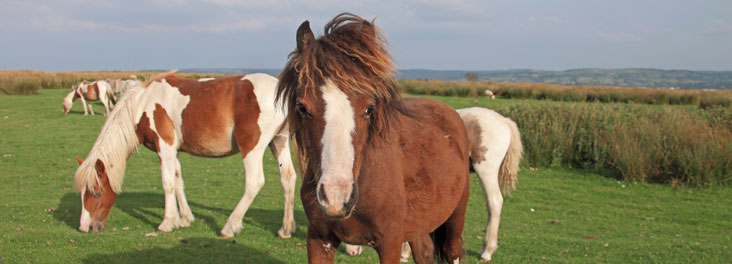Portrait of single adult horse with others in background © RSPCA photolibrary