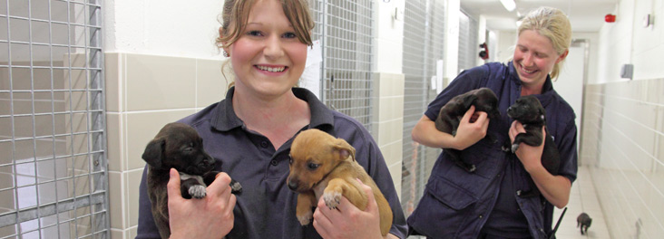 Animal care jobs in cambridge ontario