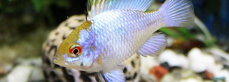 Electric blue ram © Gordon Sorfleet Electric blue ram © Gordon Sorfleet