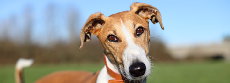 Portrait of single adult lurcher standing outdoors © RSPCA photolibrary