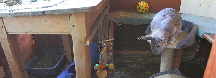 Single rabbit sitting on a platform © RSPCA Photolibrary Single rabbit sitting on a platform © RSPCA Photolibrary