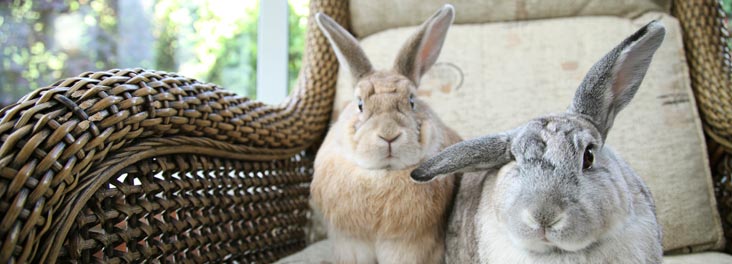 Two Domestic Rabbits sitting on chair in conservatory indoors © RSPCA photolibrary