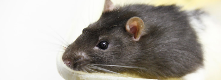 Rat © RSPCA photolibrary Rat © RSPCA photolibrary