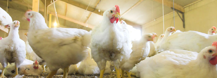 Broiler Chickens © RSPCA photolibrary Broiler Chickens © RSPCA photolibrary
