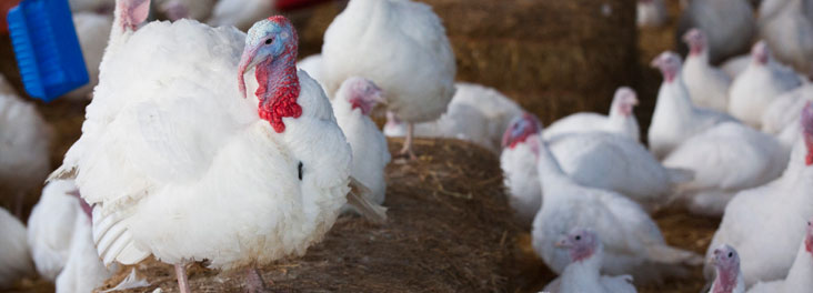Group of turkeys © Freedom Food Group of turkeys © Freedom Food