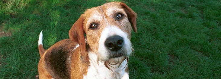 Foxhound sitting outside © RSPCA photolibrary Foxhound sitting outside © RSPCA photolibrary