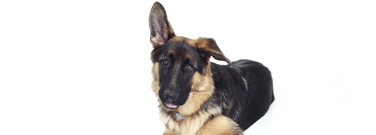 Pedigree Dog Rescue Centres Pedigree Dog Rescue Centres