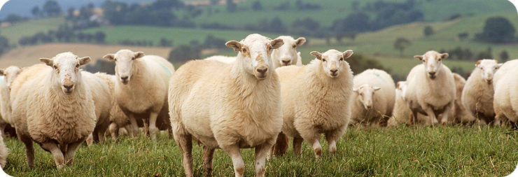 herd of Freedom Food sheep