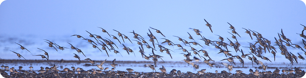 Flock feeding in tidal mud at dawn © Andrew Forsyth/RSPCA Photolibrary Flock feeding in tidal mud at dawn © Andrew Forsyth/RSPCA Photolibrary