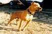 Pit bull terrier &copy; RSPCA/RSPCA Photolibrary
