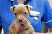 RSPCA vet nurse holding crossbreed puppy &copy; Joe Murphy/RSPCA Photolibrary